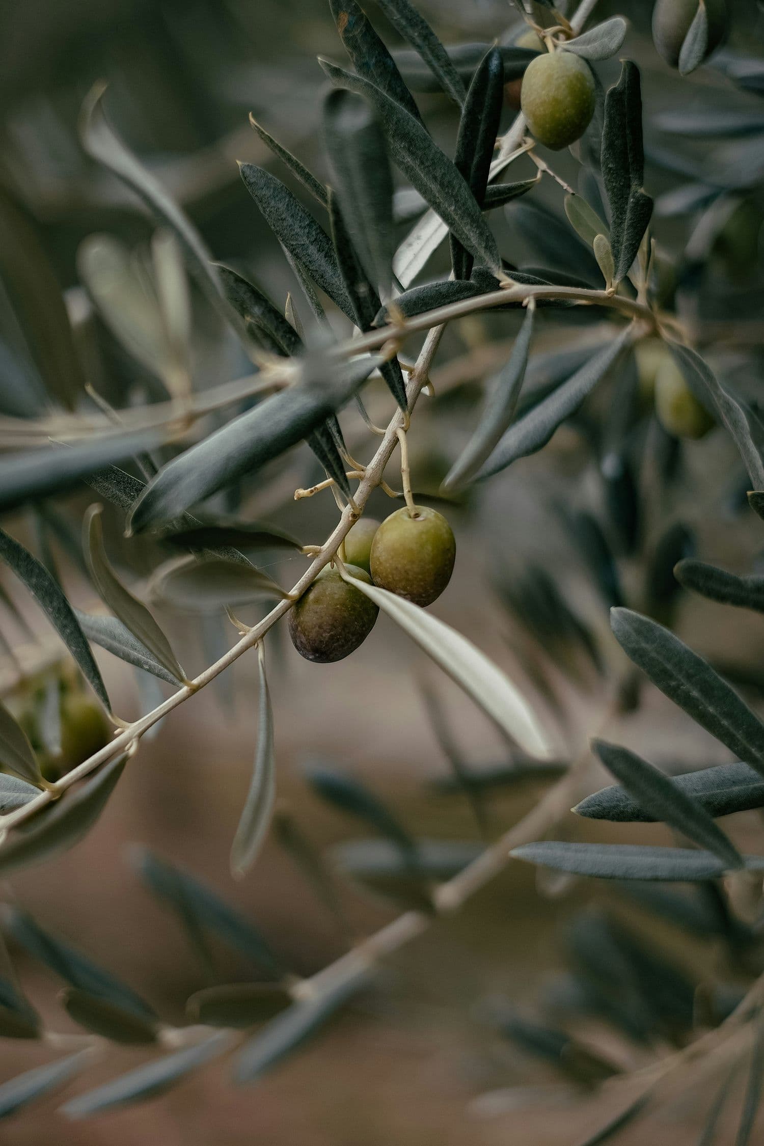 Aceitunas verdes en la rama del olivo